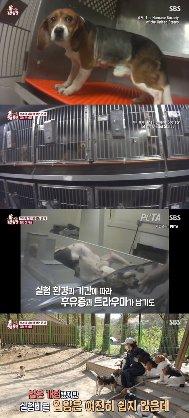 ½ÇÇè ºñ±Û µ¿¹°³óÀå